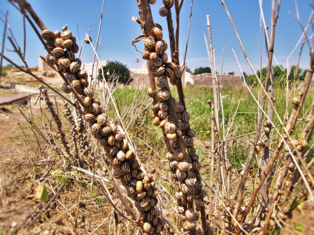 Zeybek 1 Pension Patara Luaran gambar